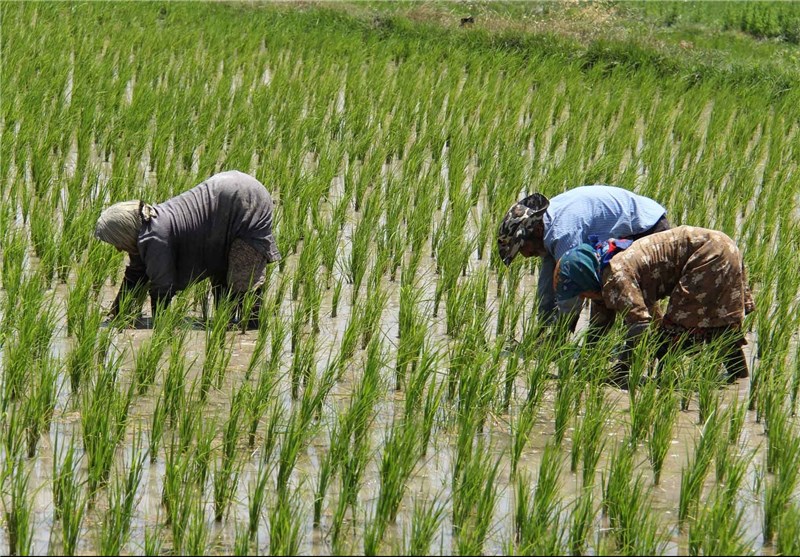 رئیس انجمن برنج استان: نمی‌توان به آسانی کشت برنج را در خوزستان حذف کرد/کشت برنج قربانی سیاسی‌کاری‌ها